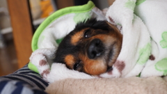 ねむねむだっくす