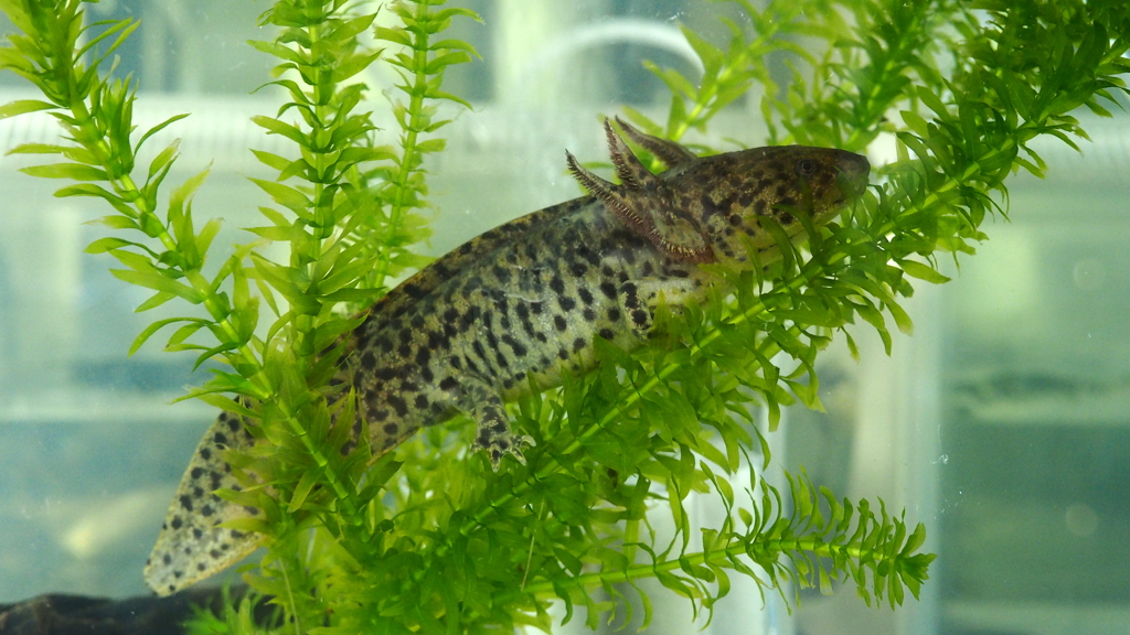 アンダーソンサラマンダー