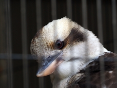 大好きな鳥。ワライカワセミ