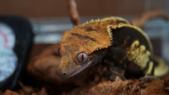 crested　gecko