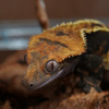 crested　gecko