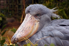 逢いたかった。shoebill ハシビロコウ殿。
