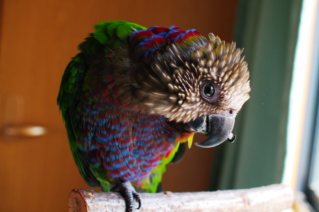 HOPI　@ヒオウギインコ