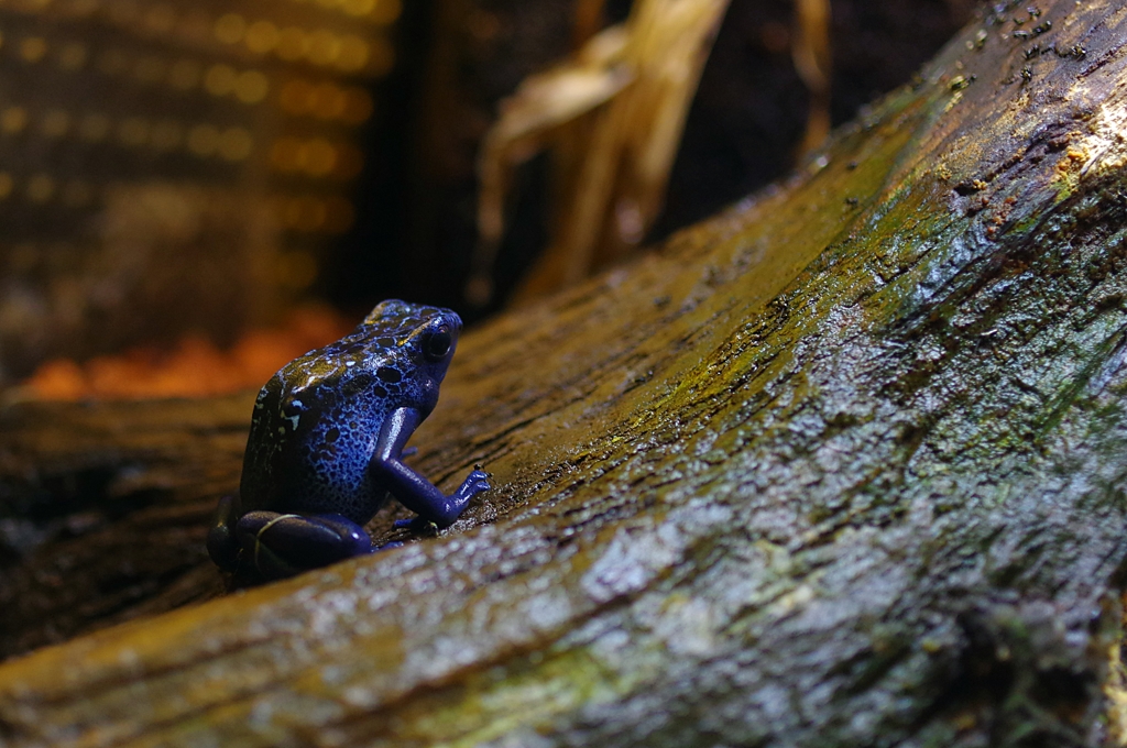 コバルトヤドク