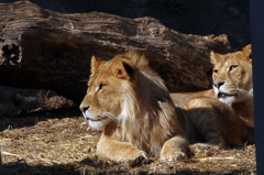 ひよっこライオン。貫禄が出るにはまだ早い。