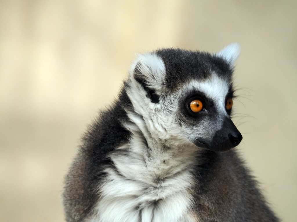原猿好きなんすよ。ワオキツネザル
