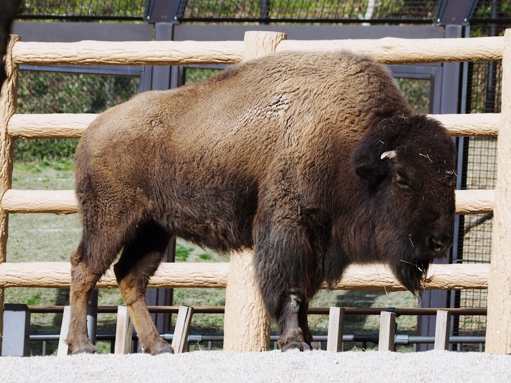 BISON