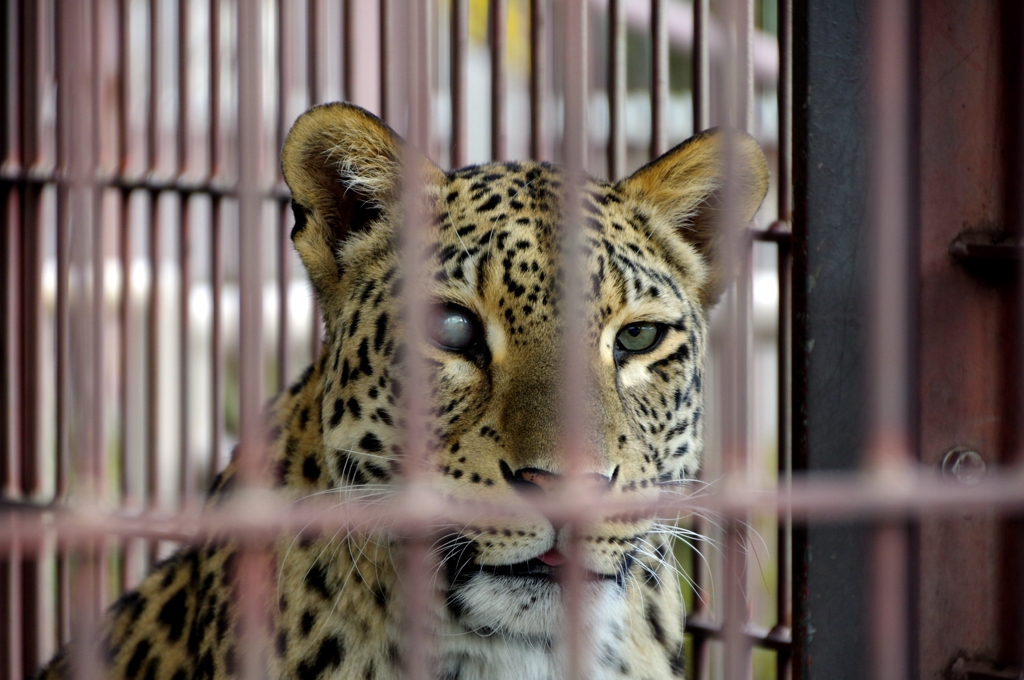 独眼ジャガー。　