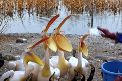 はい。みんなであーーーん。　モモイロペリカン