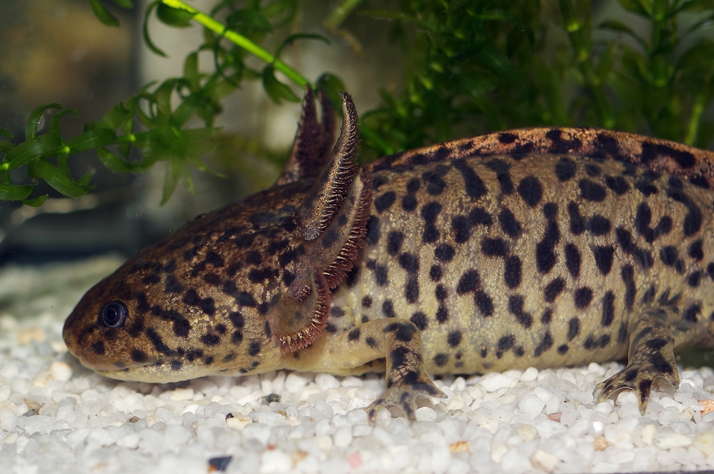 フラッシュ有りでAmbystoma andersoni 