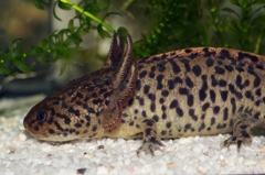 フラッシュ有りでAmbystoma andersoni 