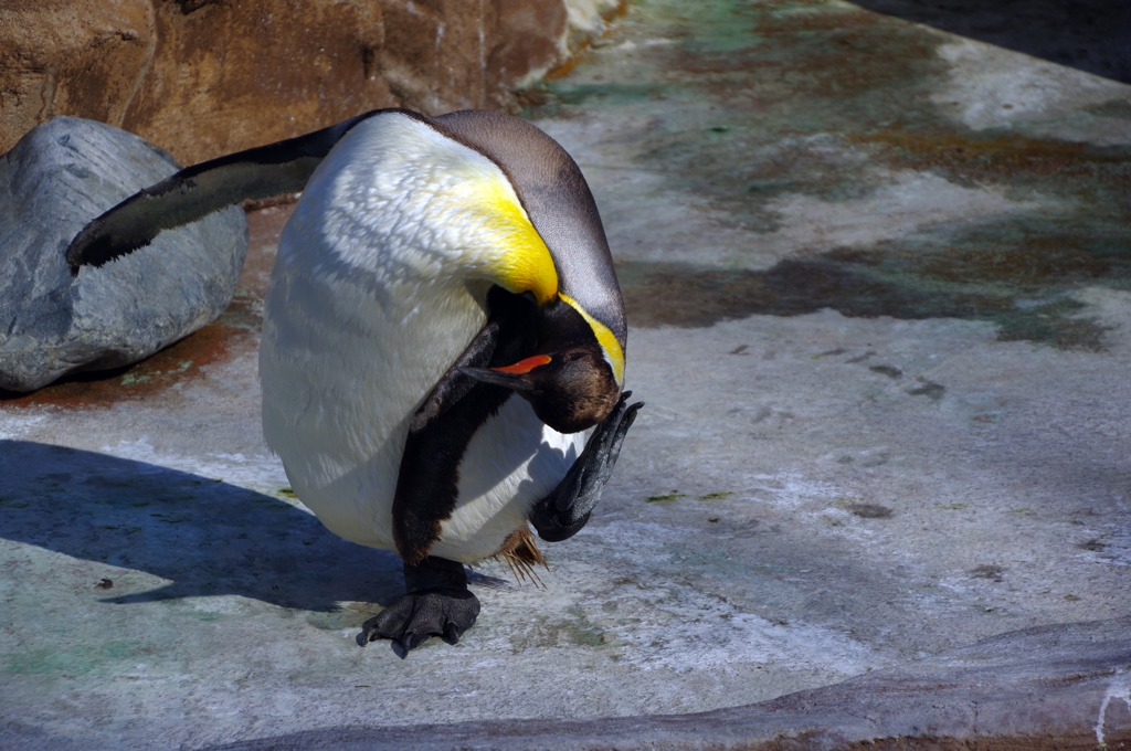バランスかきかき。ペンギンが頭掻くの初めて見た!!