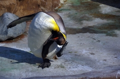 バランスかきかき。ペンギンが頭掻くの初めて見た!!