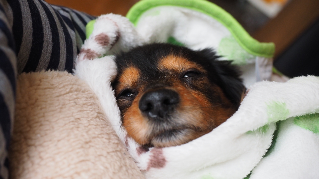 ねむねむだっくす