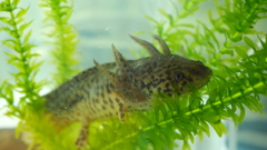 アンダーソンサラマンダー