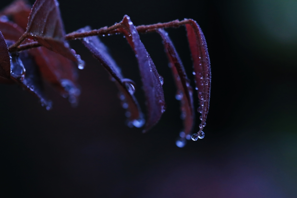 雨粒と葉
