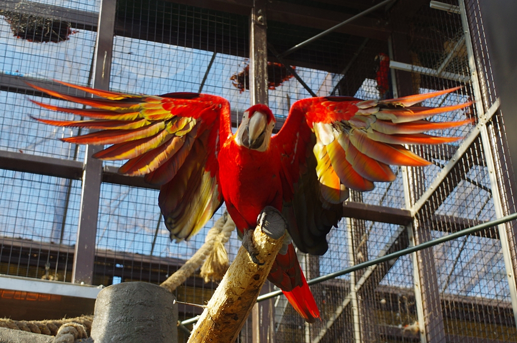 ばさっっっっっ