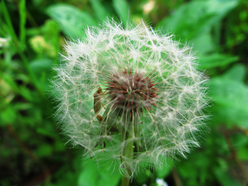 綿毛の中のカメムシ。