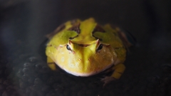 ずずずいっと。