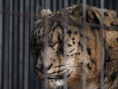 とにかく寒いし眠いっす。ユキヒョウ