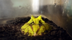 哀愁。おそらくは何も考えていない。