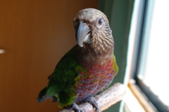 HOPI　@ヒオウギインコ