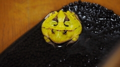 背中に翼(の模様)を持つカエル(笑)