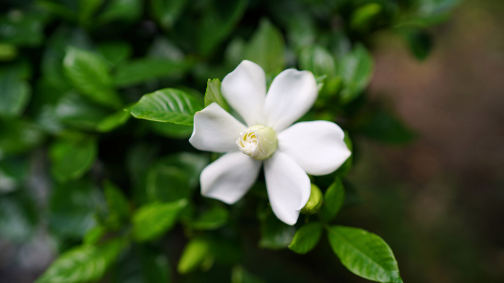 庭の花