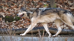 シンリンオオカミ