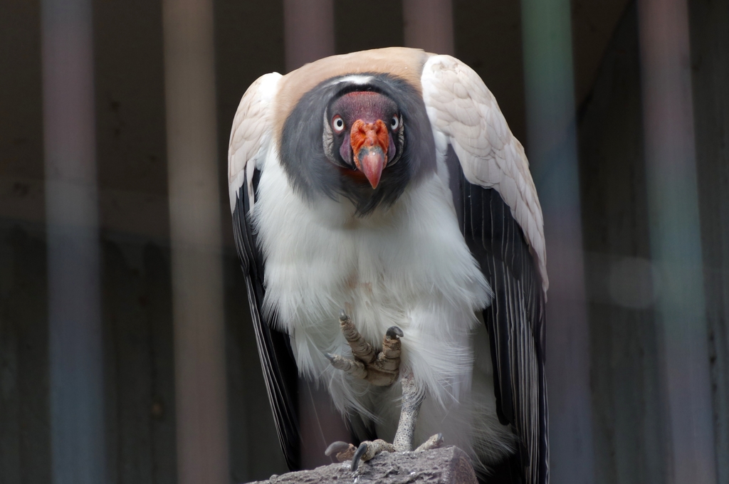 見据えられた。。。　　トキイロコンドル