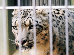 メヂカラ。　ユキヒョウ