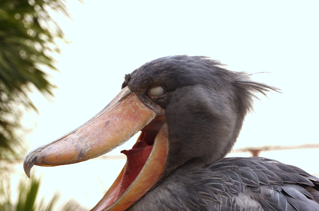 瞬膜が恐すぎなんだが。shoebill ハシビロコウ殿。