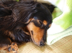 おやすみなさい。。。