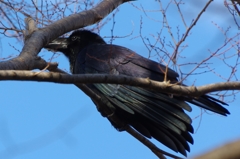 なかなかいい色。ハシブトくん。