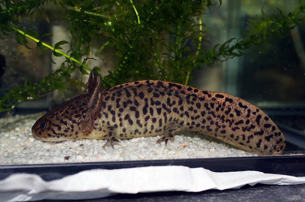 フラッシュ有りでAmbystoma andersoni 