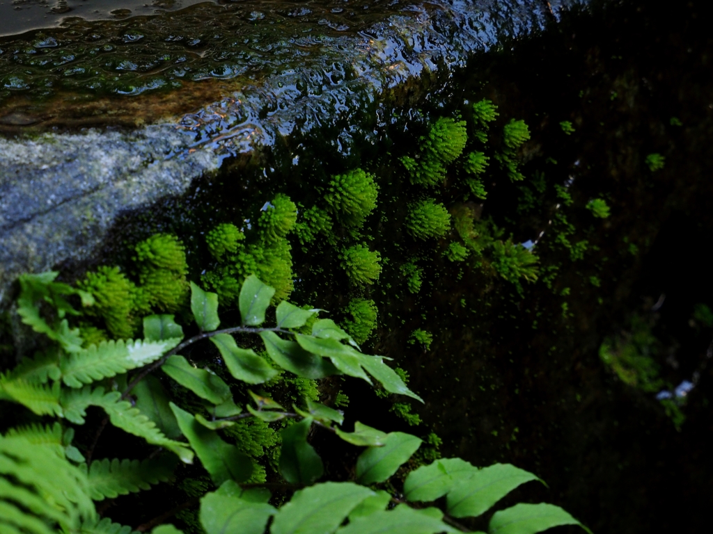 苔むして。