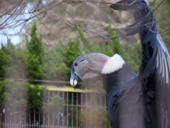 かかってきなさい。　コンドル♀