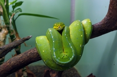 熱感知システム掲載。ツリーボア