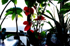 ボタニカルステンドガラス