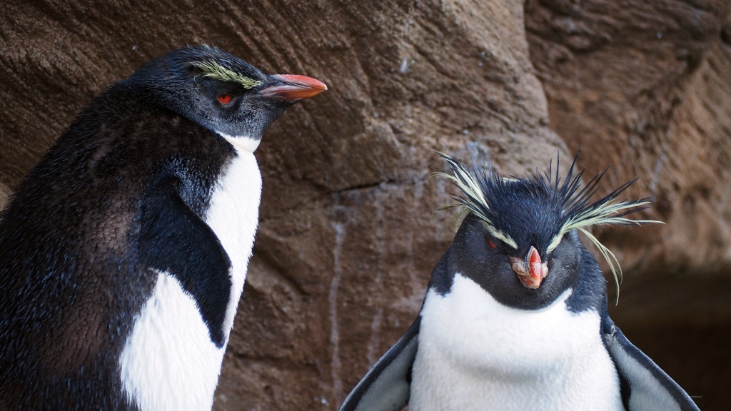 眼光冴えて。。。イワトビペンギン