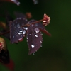 雨粒と葉