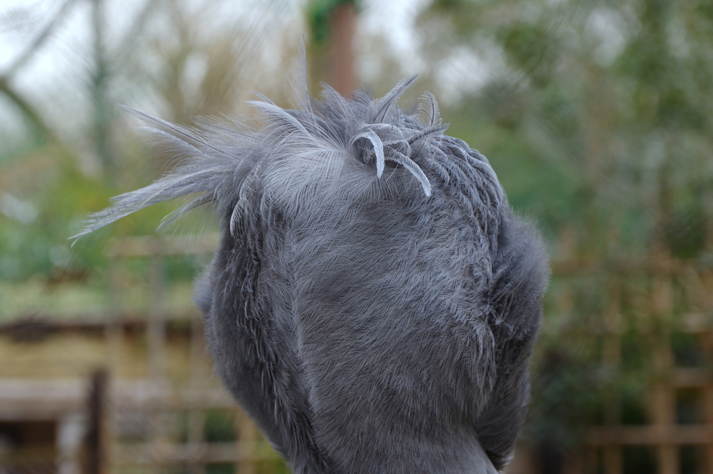 後頭部がヒトのようだ。。。shoebill ハシビロコウ殿。