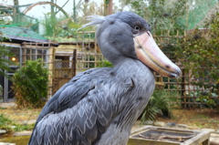 shoebill ハシビロコウ殿。