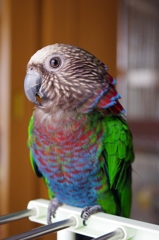 ずんぐりむっくり