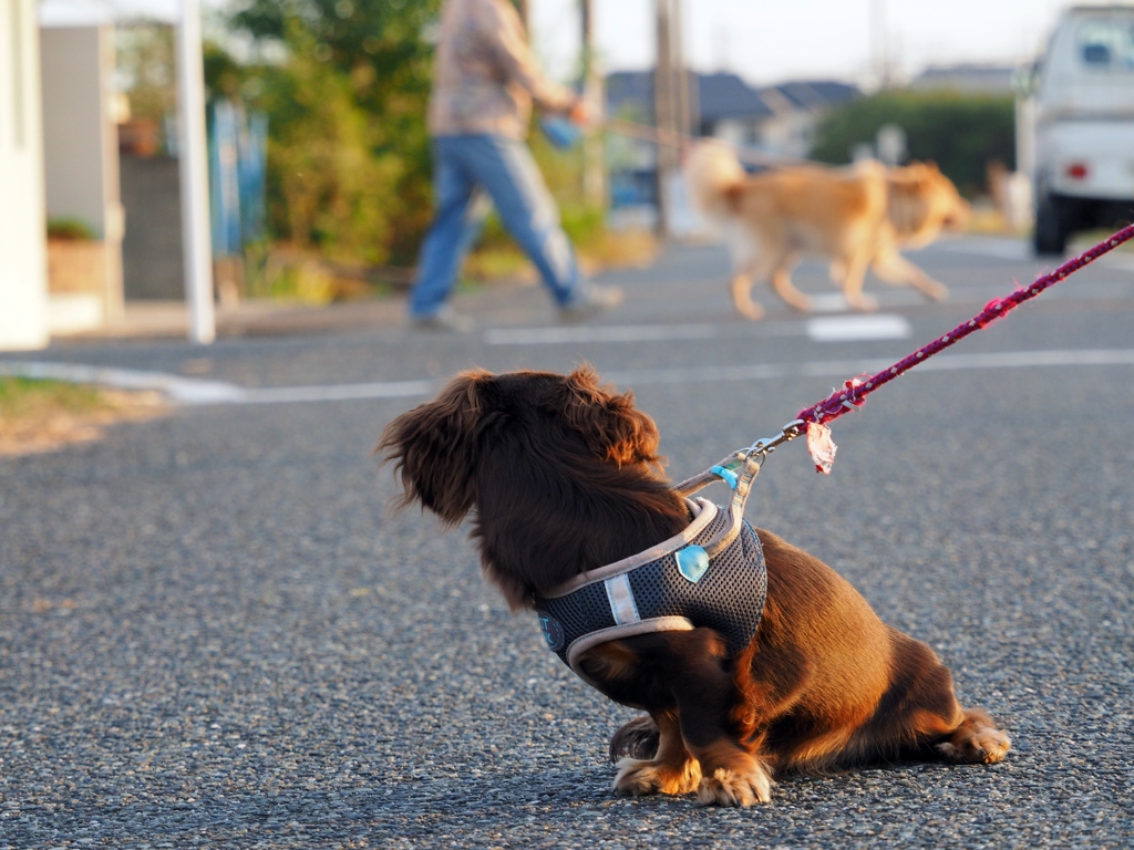 おばちゃんと大きい犬を見る。