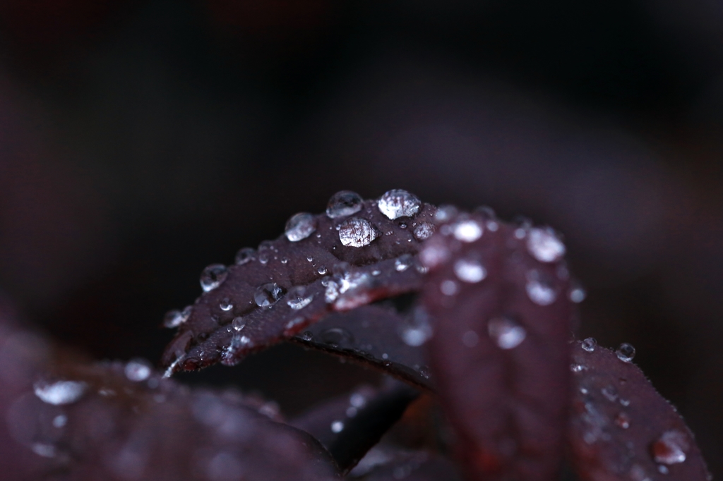 雨粒と葉