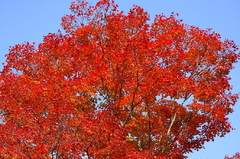 紅葉（山中湖）