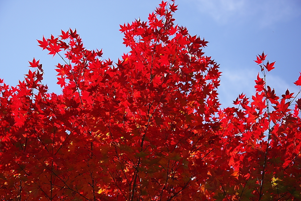 紅葉