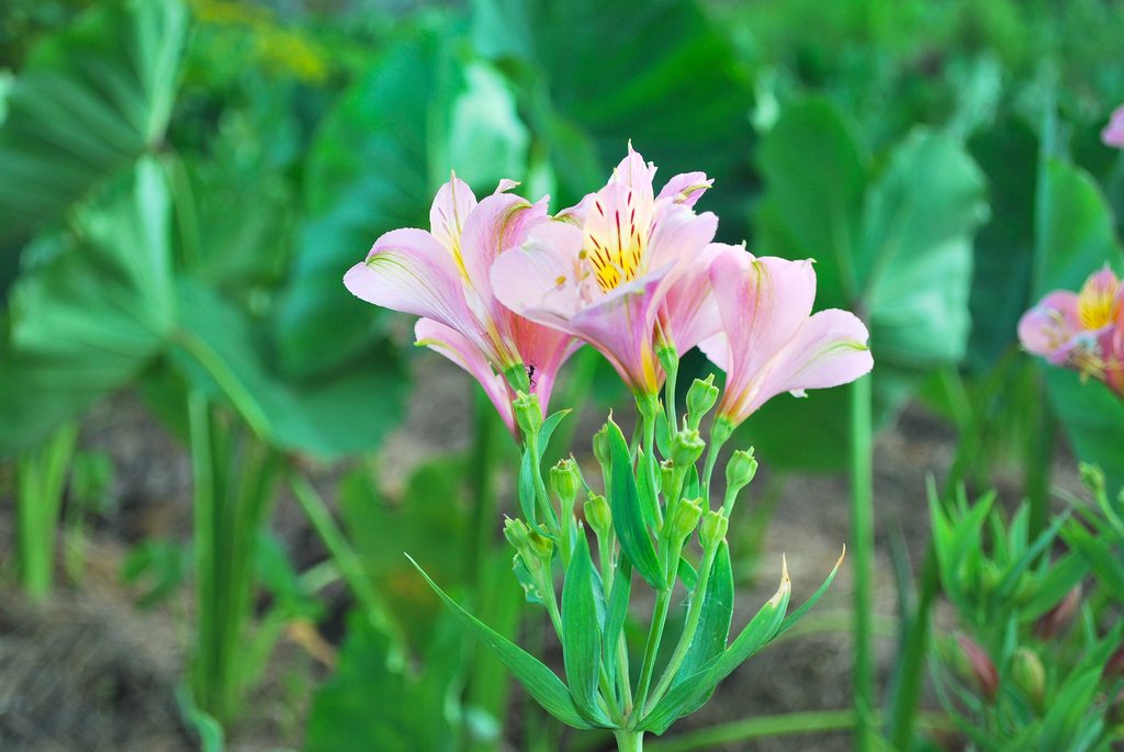花４