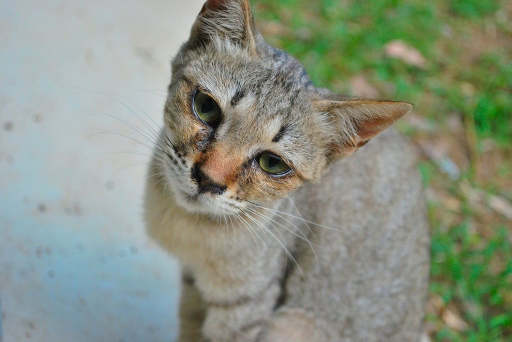 猫